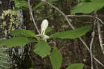 Umbrella tree